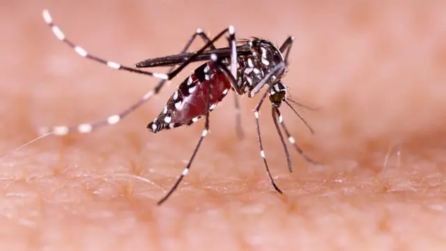 Aedes aegypti em close picando uma pessoa