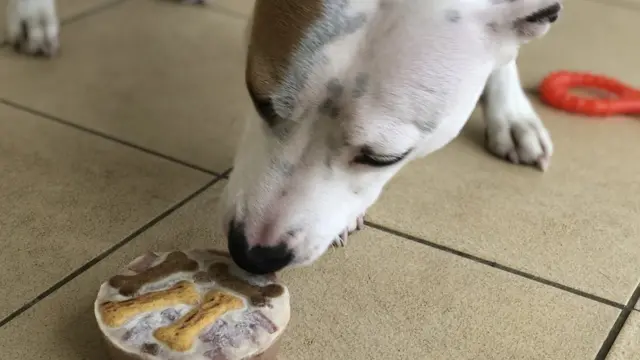 얼린 간식은 반려견에게 '아이스크림'이 될 수 있다