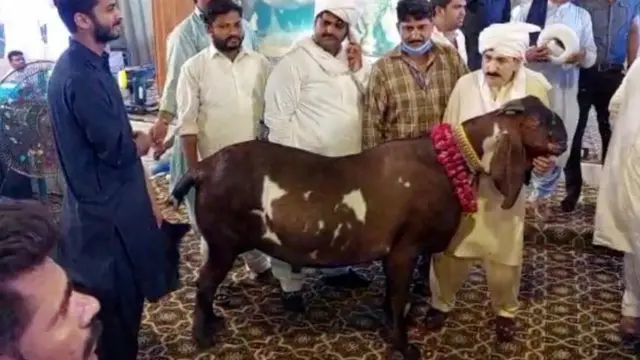 بکرا