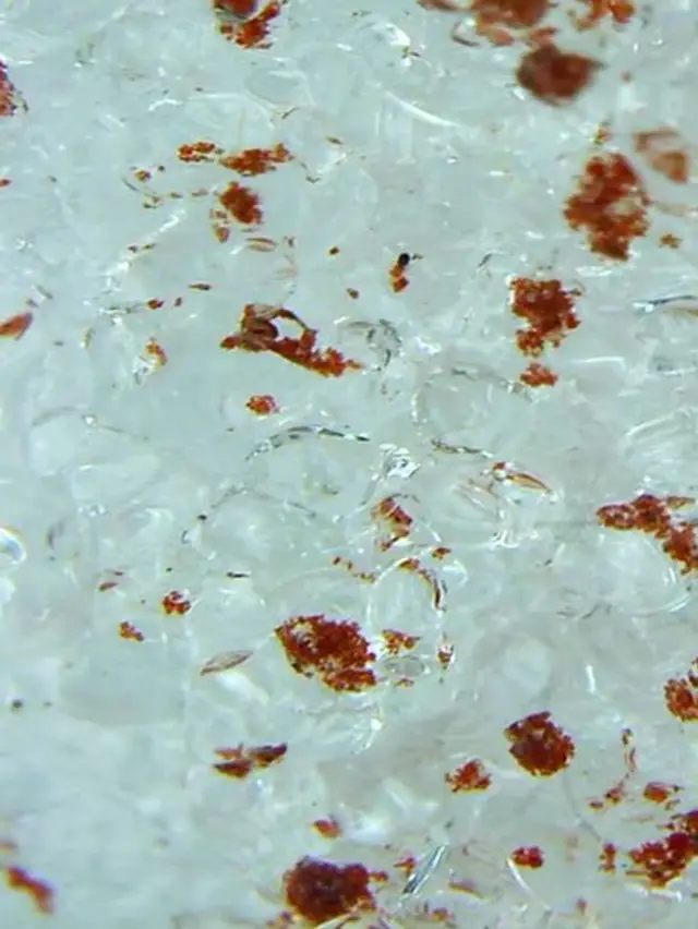 Neve vermelha nos Alpes