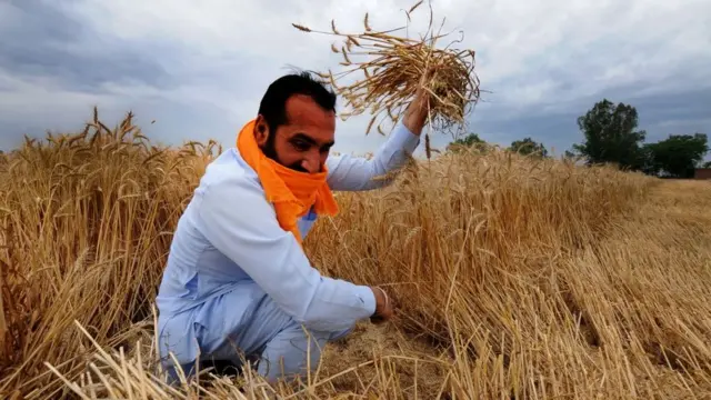 शेतकरी, गहू, तांदूळ