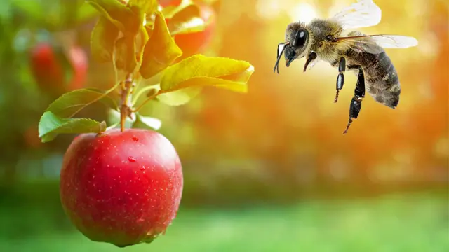 Abeja y manzana