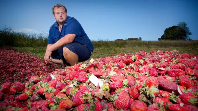 นายเอเดน ยัง เกษตรกรในรัฐควีนส์แลนด์กับสตรอว์เบอร์รีกองโตที่ต้องนำไปทำลายหลังเกิดกระแสหวาดกลัวเข็มในผลสตรอว์เบอร์รี