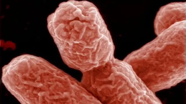 बैक्टीरिया