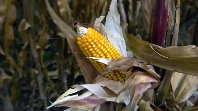 México es uno de los principales compradores de maíz de Estados Unidos.