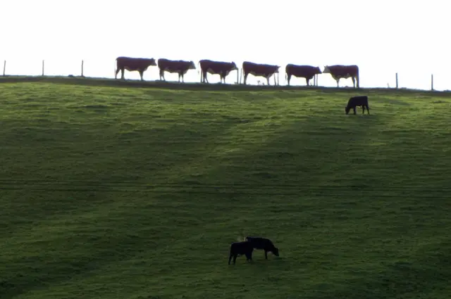 Vacas en fila en un potrero