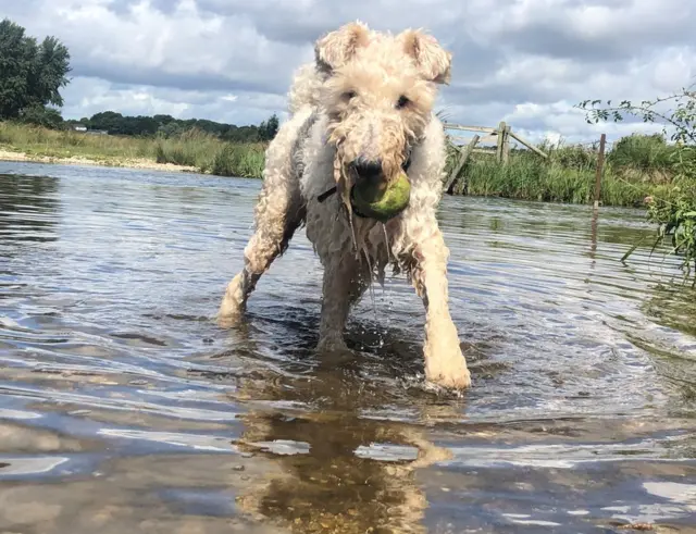 Perro jugando en río