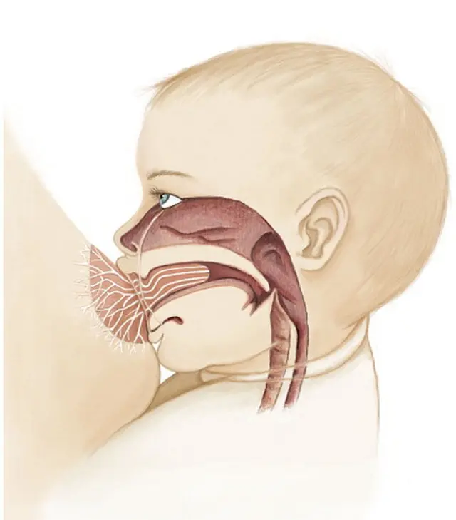 తల్లిపాలు తాగుతున్న బిడ్డ అన్న, శ్వాస నాళాల ఊహాచిత్రం