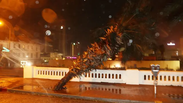 Palmera doblada por el viento