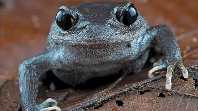 幽霊のような」サルなど224の新種動植物、メコン川流域で発見＝WWF - BBCニュース