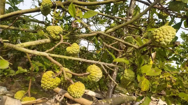 শরিফা ফল চাষে খুব বেশি পরিচর্যার দরকার হয় না।