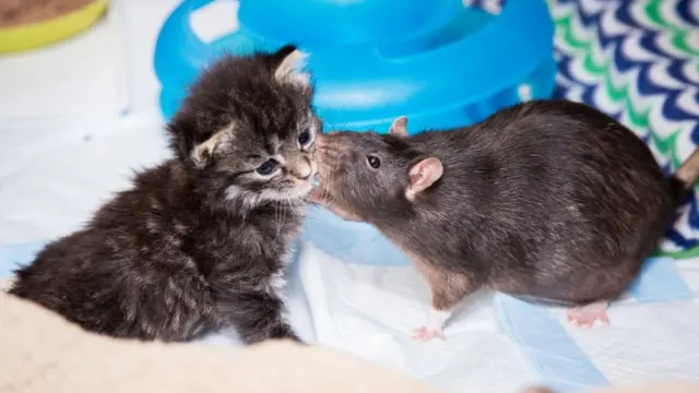 বিড়ালকেই একসময় দায়িত্ব দেয়া হতো ইঁদুর দমনে।