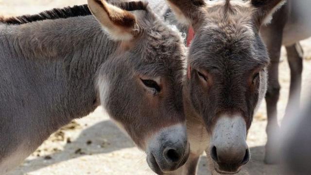 Earth Could Lose Half of Its Donkeys in the Next Five Years, Study Says