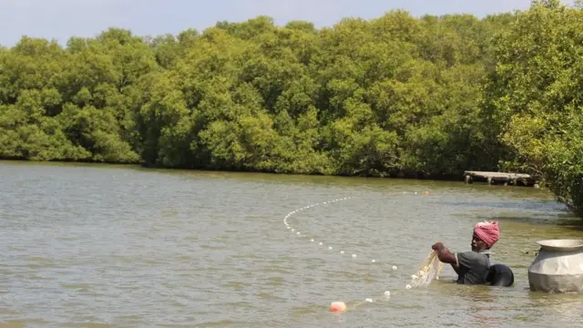 அலையாத்தி காடுகள்