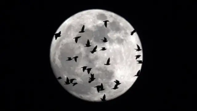 epa06486297 The moon backdrops a flock of birds flies over the sky of Rome, Italy, 30 January 2018.