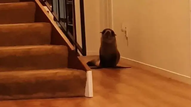 सील
