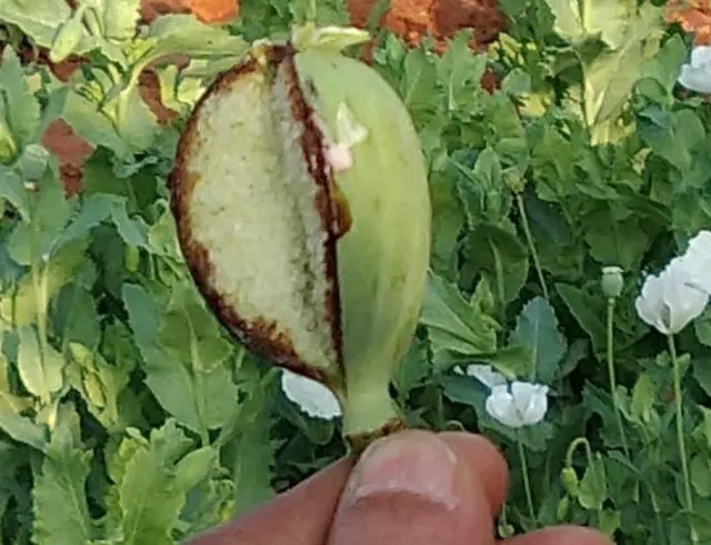 ఓపియం పాపీ