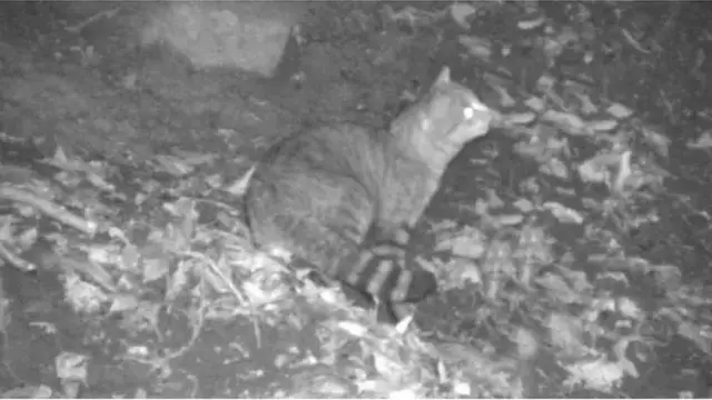 корсиканский кот