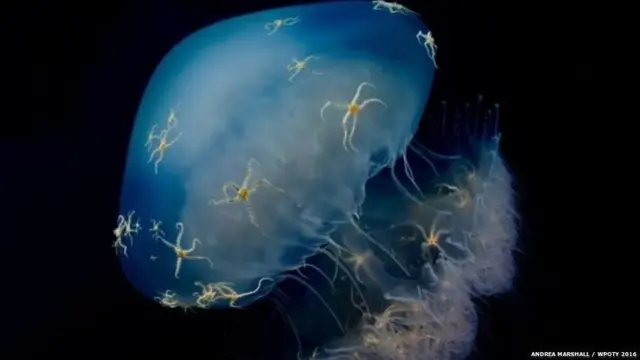 ਇੱਕ ਵਾਰ ਜਦੋਂ ਇਹ ਪ੍ਰਕਿਰਿਆ ਸ਼ੁਰੂ ਹੋ ਜਾਂਦੀ ਹੈ ਤਾਂ ਜੈਲੀਫਿਸ਼ ਦੀ 'ਬੇਲ ਅਤੇ ਟੈਂਟਿਕਲਸ' ਬਦਲ ਕੇ ਮੁੜ ਤੋਂ 'ਪੋਲਿਪ' ਬਣ ਜਾਂਦੇ ਹਨ।