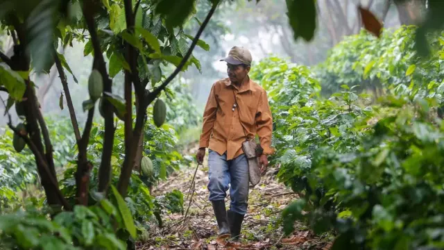 Selon des études, les zones propices à la culture du café au Nicaragua pourraient diminuer de 90 % en raison de l'impact du climat.
