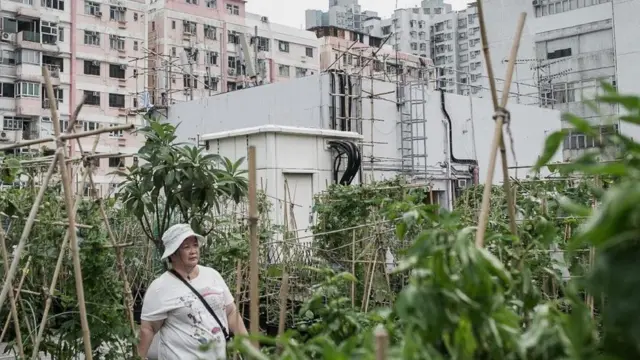 نباتات مزروعة في صناديق خشبية فوق سطح أحد المباني