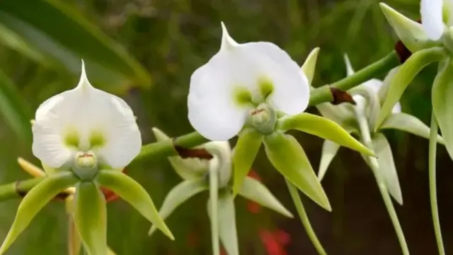 Mimea hukua juu ya mingine