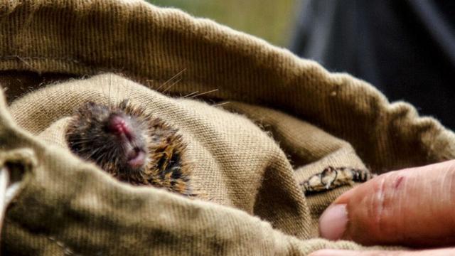 Focinhobetpix365 para baixarroedorbetpix365 para baixarsacobetpix365 para baixarpano