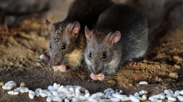 Zazabin Lassa na kara yaduwa a Najeriya