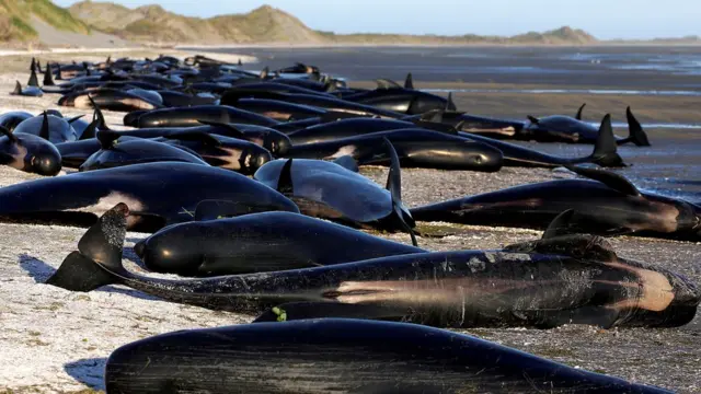 Ballenas encalladas en Nueva Zelanda