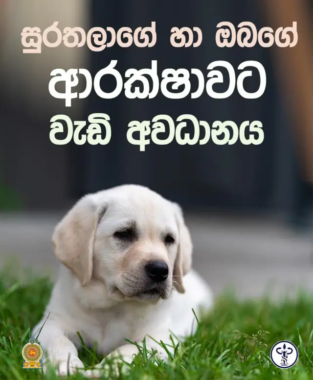 Save yourself and pet from rabies