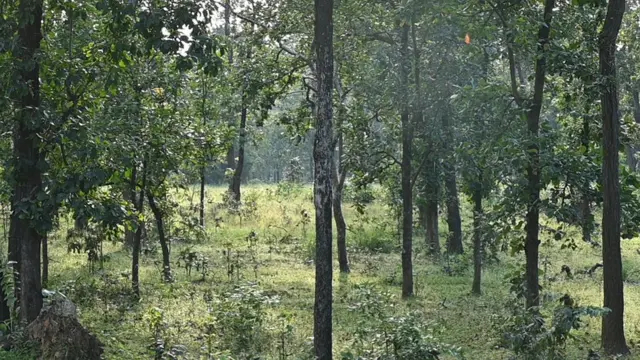 कोयला खादान