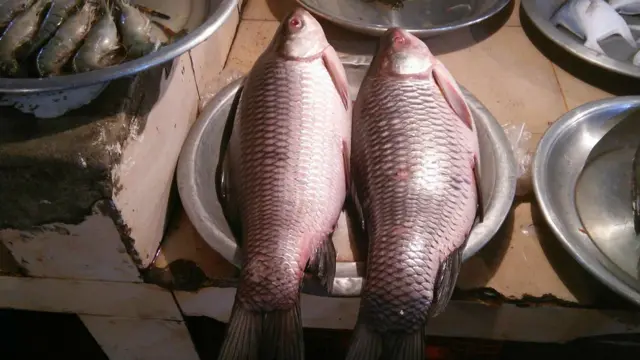 ঢাকার বাজারে বিক্রি হচ্ছে বার্মিজ রুই।