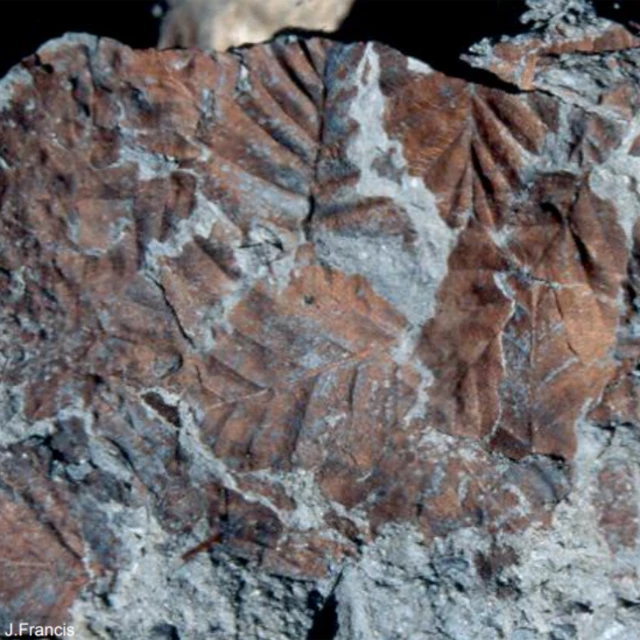 Fósiles de hojas de hayas