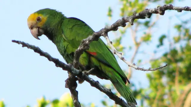 Cotorra margariteña