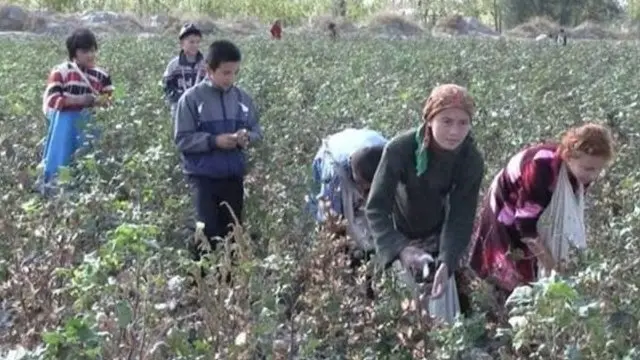 Пахта теримида қатнашаётган болалар