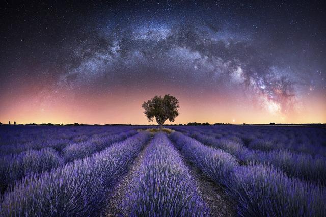 Foto panorama ladang lavender.