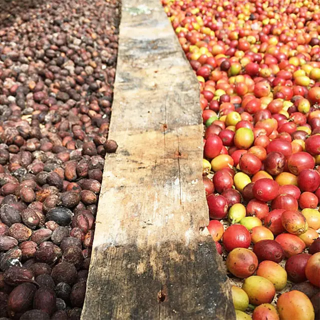 granos de café al sol