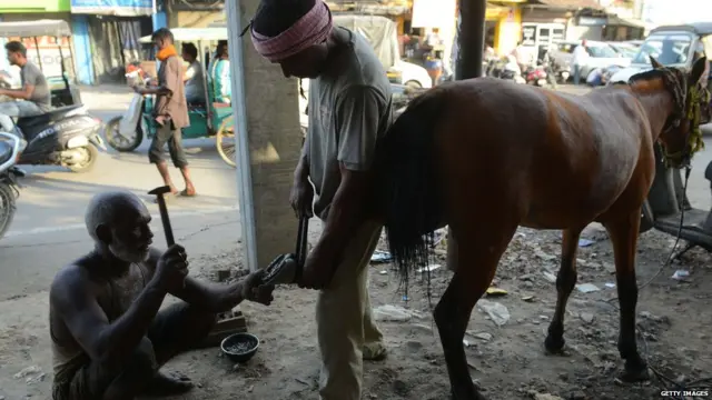 ਅੰਮ੍ਰਿਤਸਰ ਵਿਚ ਘੋੜੇ ਨੂੰ ਖੁਰੀਆਂ ਲਾਉਂਦਾ ਇੱਕ ਮਿਸਤਰੀ