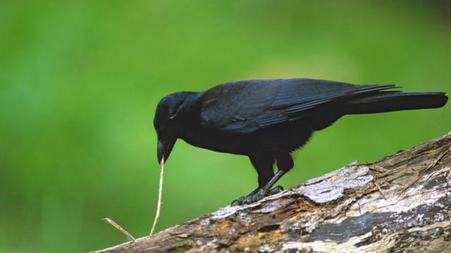 O corvo da Nova Caledônia usa galhos para extrair larvas e insetos das árvores