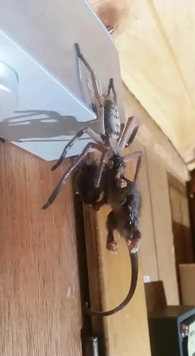 Aranha come gambá na Tasmânia