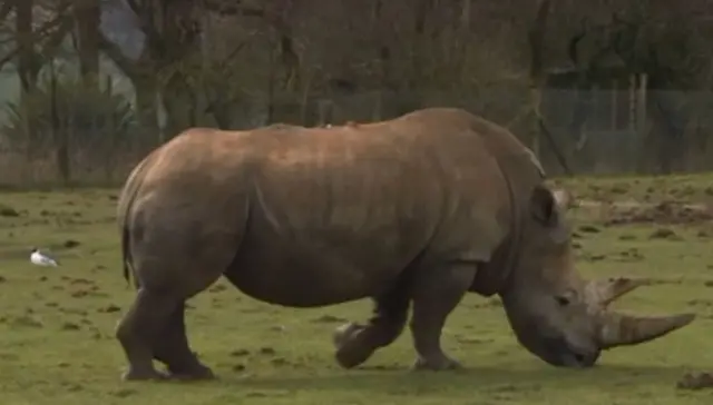 सफ़ेद गैंडा