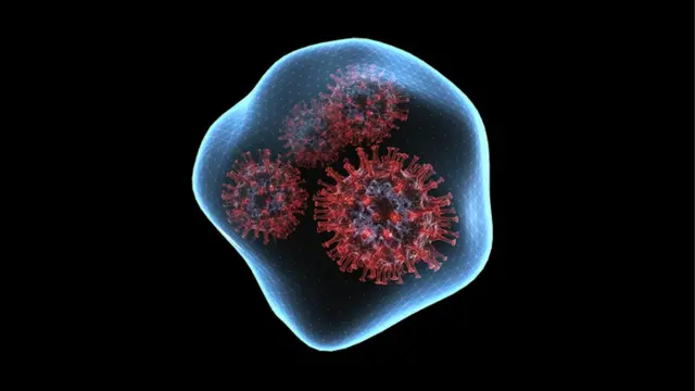 கொரோனா வைரஸ் - கோப்பு படம்