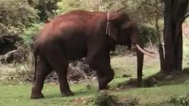 ரிவால்டோ யானை