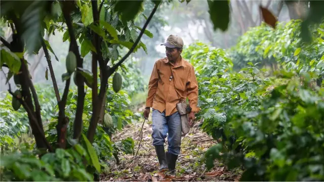 기후 변화의 영향으로 니카라과의 커피 재배 적합 면적이 최대 90%까지 감소할 수 있다는 연구 결과가 나왔다