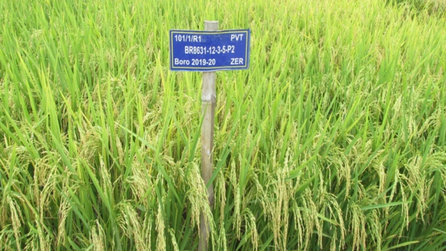 জিংক সমৃদ্ধ ব্রি-১০০ ধান