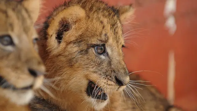 Two lion \Cubs
