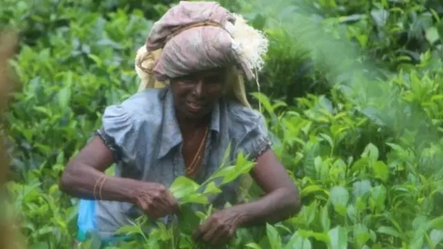 තේ දළු නෙලීමේ නිරත ශ්රී ලාංකික කාන්තාවෝ