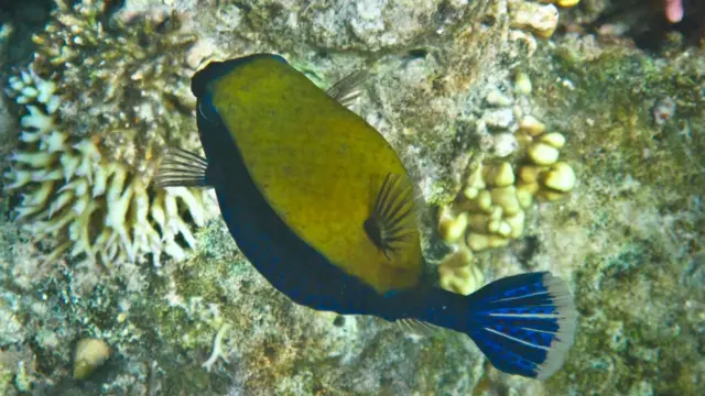 Червоне море