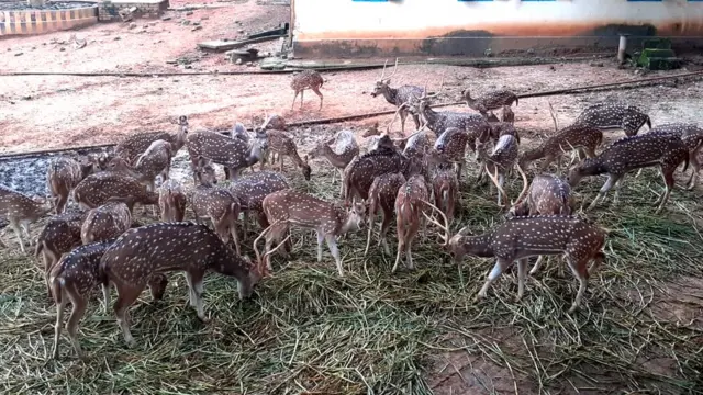 হরিণ তৃণ খাচ্ছে।