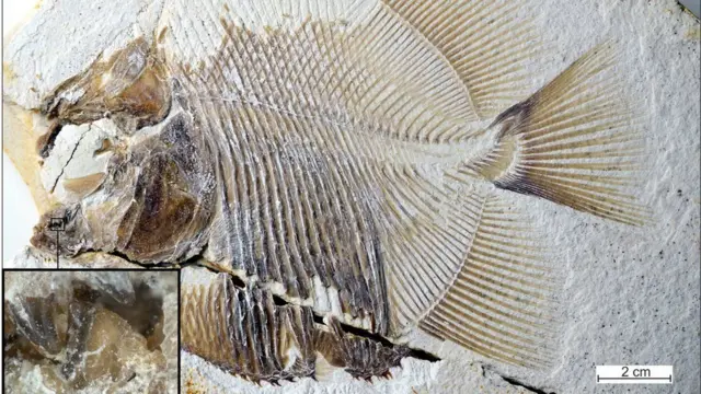 பிரான்யா